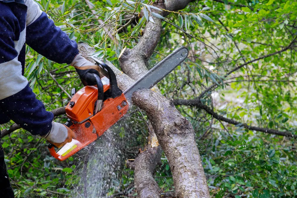 Abattage d'arbre en Belgique : quels sont les dangers de le faire soi-même ?