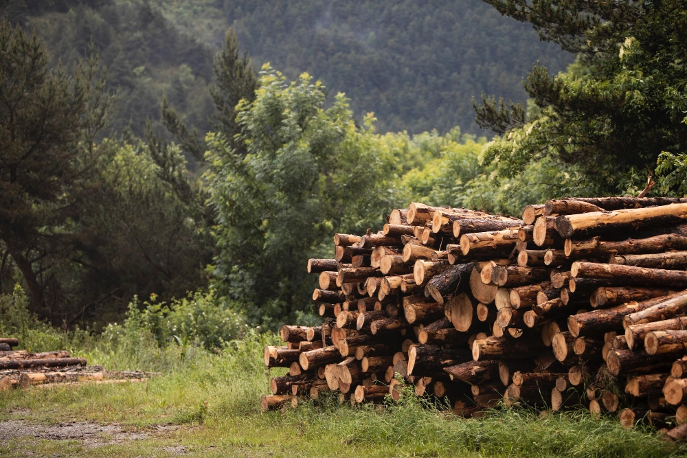 Déboisement d'un terrain à bâtir en Belgique - il y a une pile de troncs d'arbres empilés
