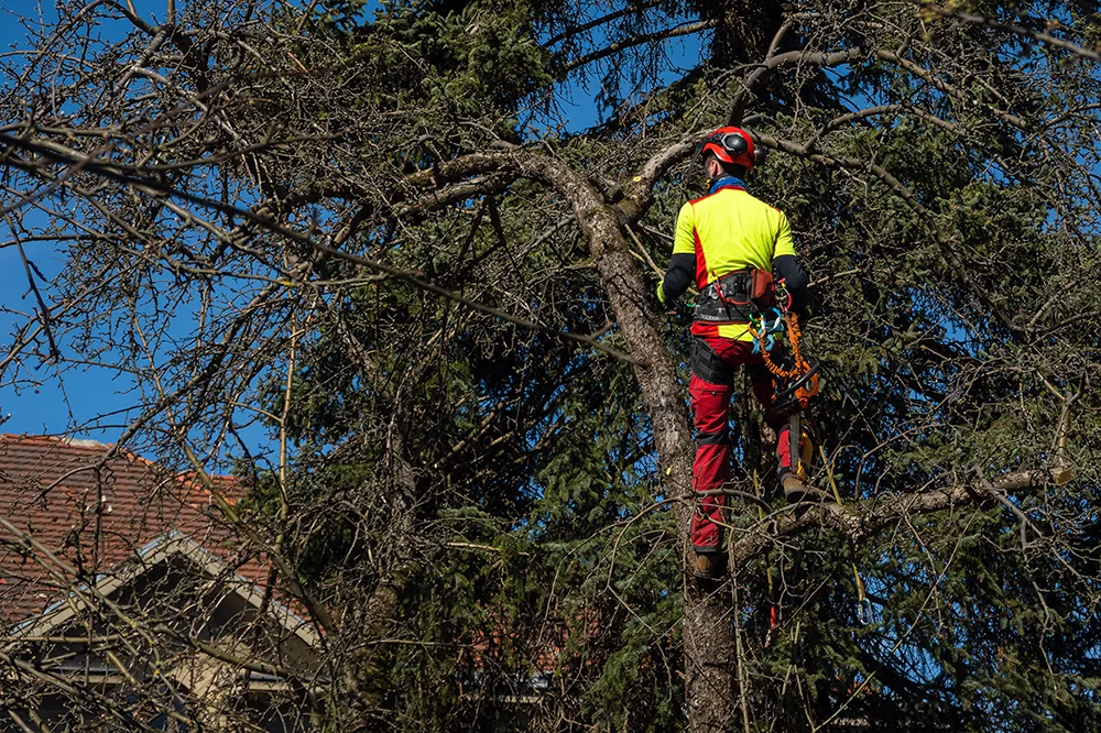 Un élagueur-grimpeur se prépare à élaguer un arbre.