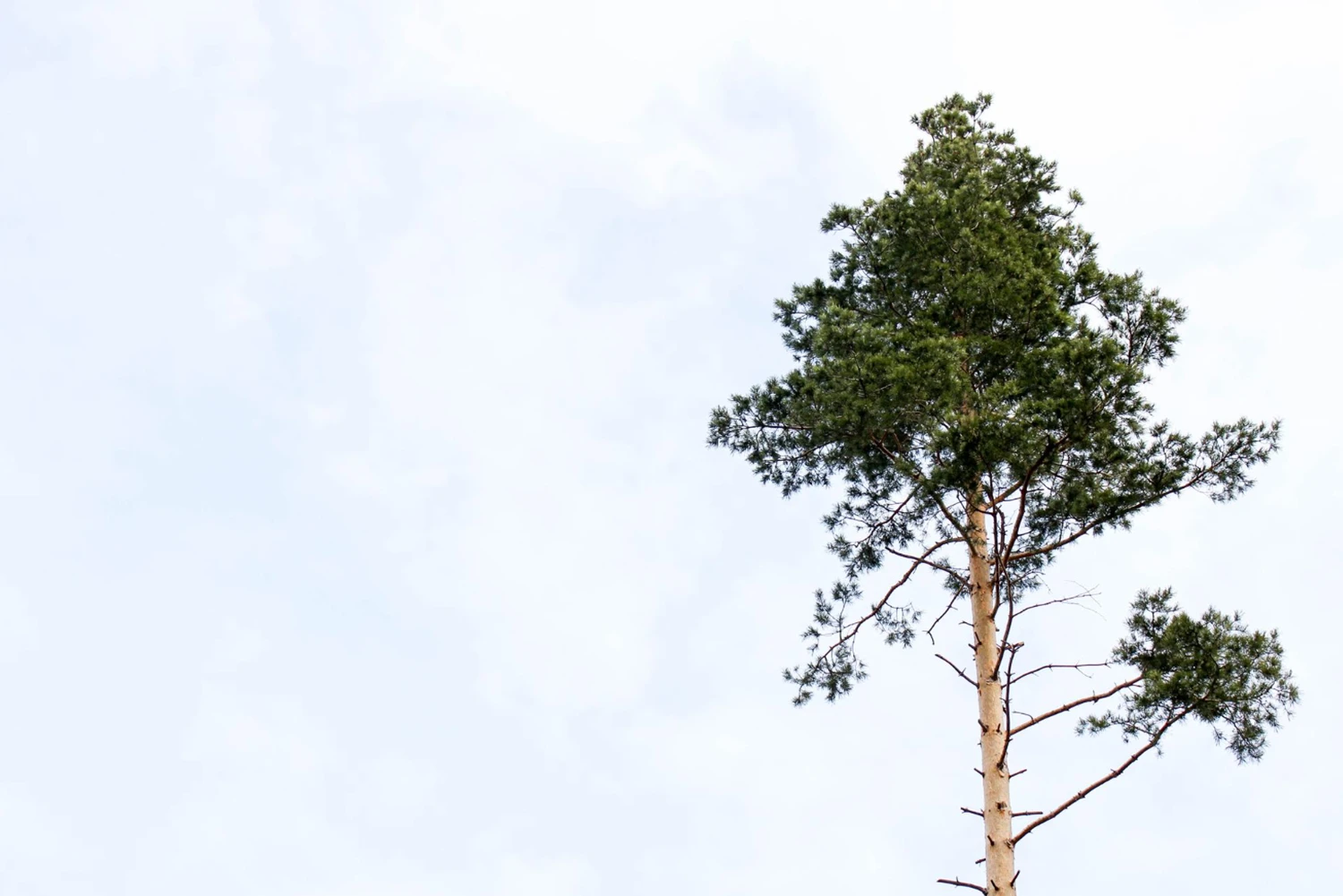 Grand arbre qui a déjà été élagué. Photo d'illustration pour l'article sur l'abattage de grands arbres.